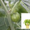 Physalis peruviana-Peruanska jagoda