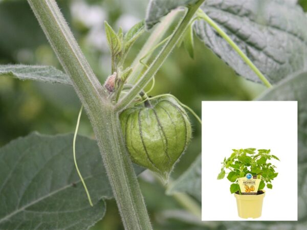 Physalis peruviana-Peruanska jagoda