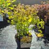 Physocarpus (mix)