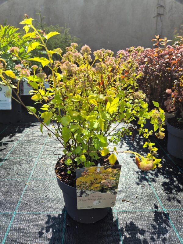Physocarpus (mix)