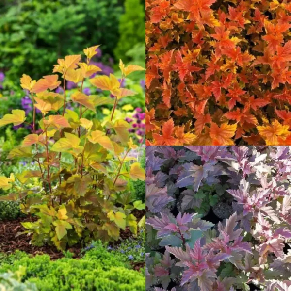 Physocarpus (mix)