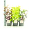 Physocarpus (mix)