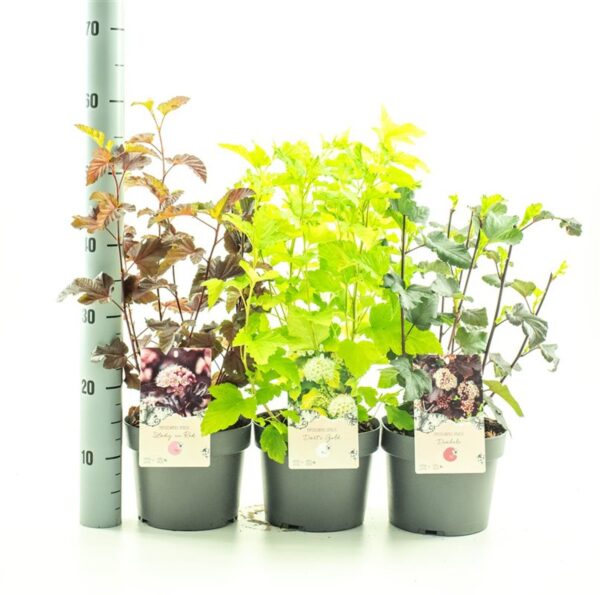 Physocarpus (mix)
