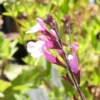 Salvia greggii 'Joy'