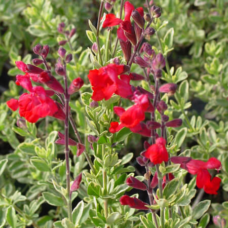 Salvia greggii 'Variegata'
