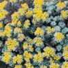 Sedum spathulifolium 'Cape Blanco'