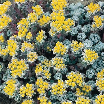 Sedum spathulifolium 'Cape Blanco'