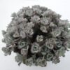 Sedum spathulifolium 'Cape Blanco'
