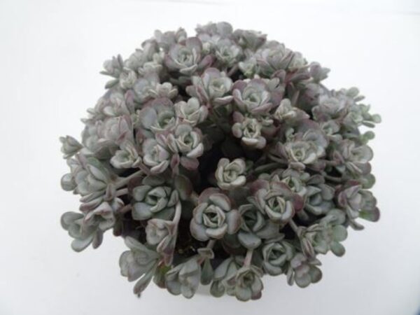 Sedum spathulifolium 'Cape Blanco'