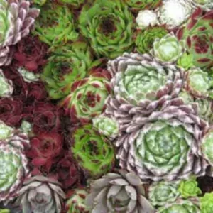 Sempervivum (mix)