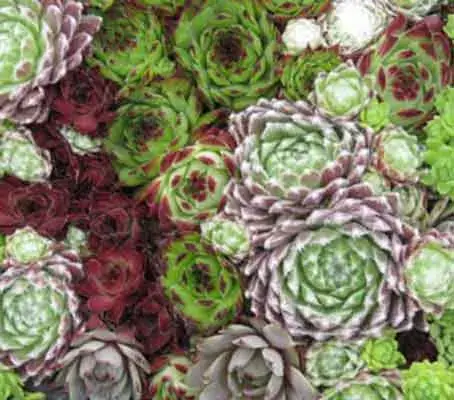 Sempervivum (mix)