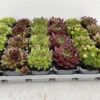 Sempervivum (mix)