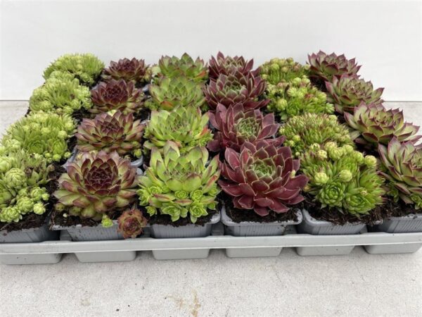 Sempervivum (mix)