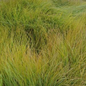 Stipa arundinacea 'Pheasant Tails'