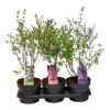 Syringa 'Blooming' mix