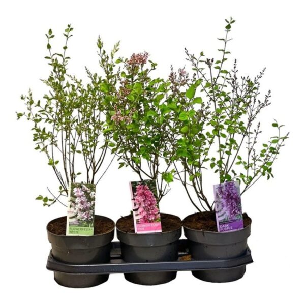 Syringa 'Blooming' mix