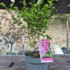 Syringa 'Blooming' mix