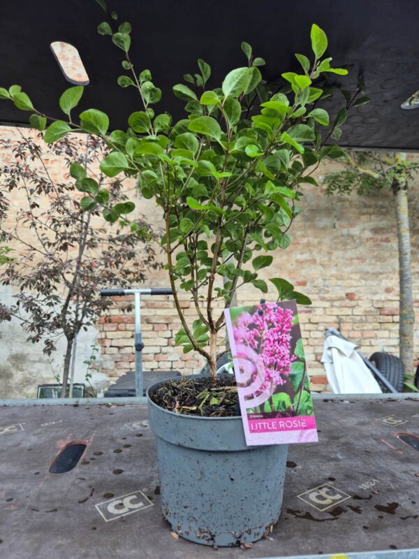 Syringa 'Blooming' mix