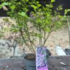 Syringa 'Blooming' mix