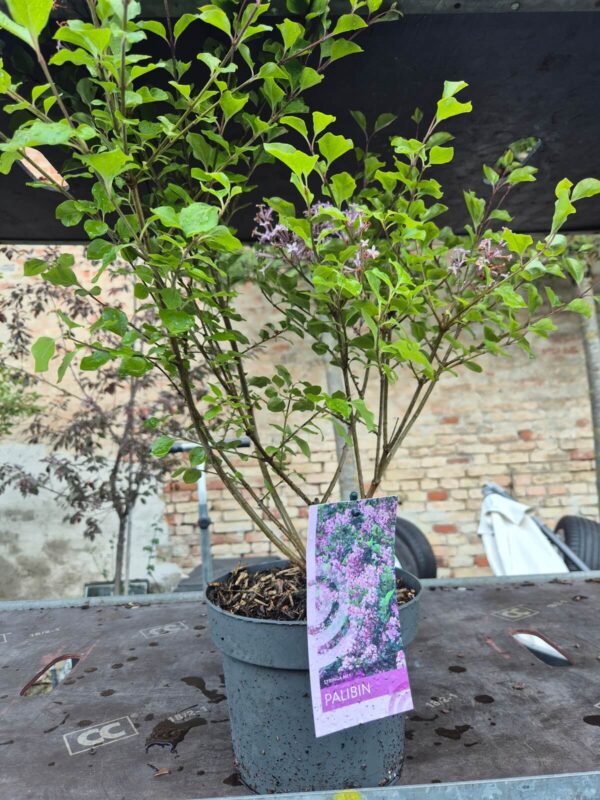 Syringa 'Blooming' mix