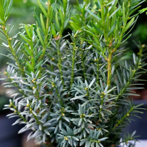 Taxus × media 'Hillii'