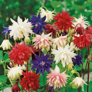 Aquilegia vulgaris "Double Columbine"