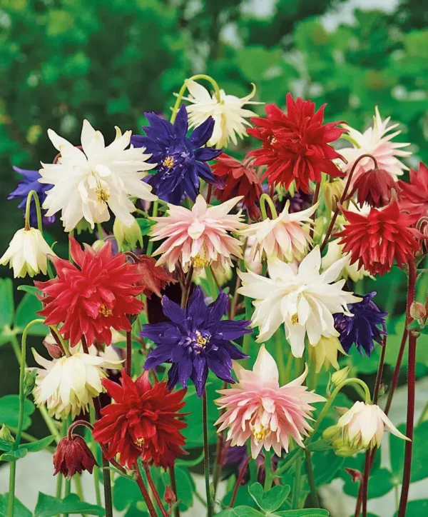 Aquilegia vulgaris "Double Columbine"