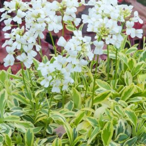 Arabis fernand. coburgi "Old Gold"