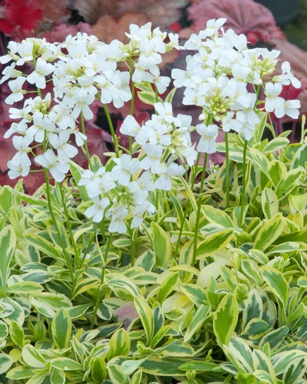 Arabis fernand. coburgi "Old Gold"