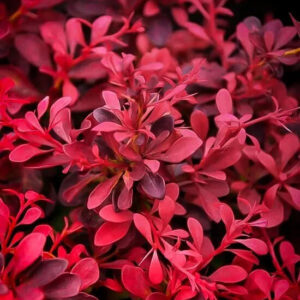 Berberis rub Fireball Berberis rubra 'Fireball'