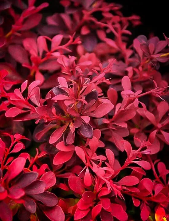 Berberis rub Fireball Berberis rubra 'Fireball'