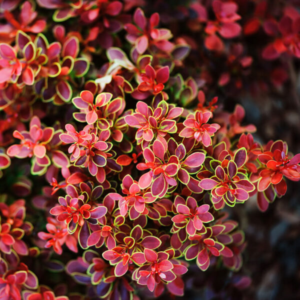 Berberis thunb Admiration Berberis thunbergii 'Admiration'®