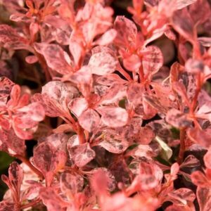 Berberis thunb Inspiration Berberis thunbergii 'Inspiration'
