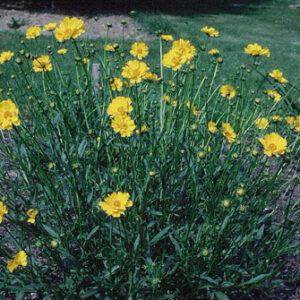 Coreopsis lanceolata 'Baby Gold'