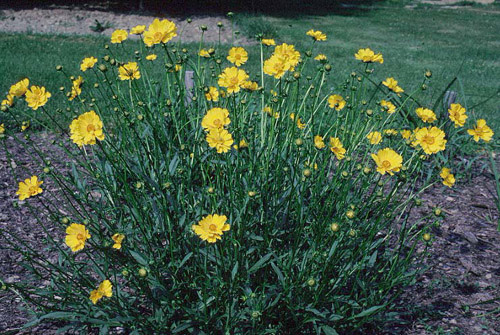Coreopsis lanceolata 'Baby Gold'