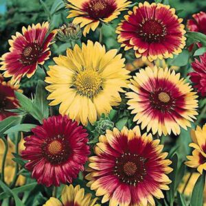 Gaillardia mix Gaillardia (mix)