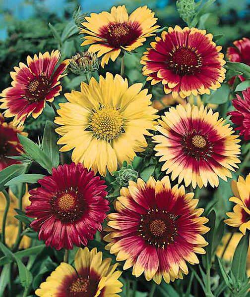 Gaillardia mix Gaillardia (mix)