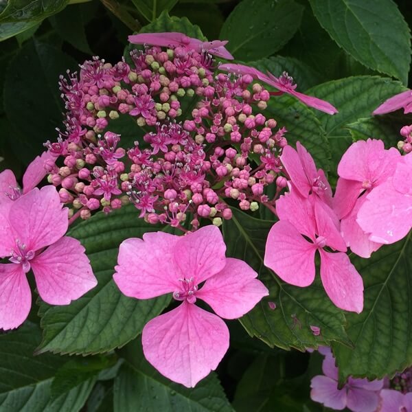 Hydrangea serrata 'Magic Pillow'