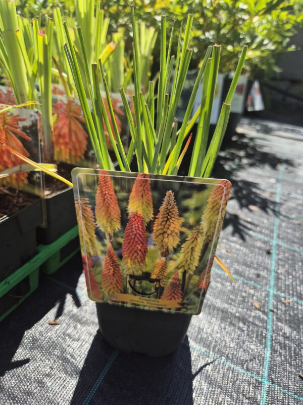 Kniphofia-flamenco-tvrtko Kniphofia (mix)
