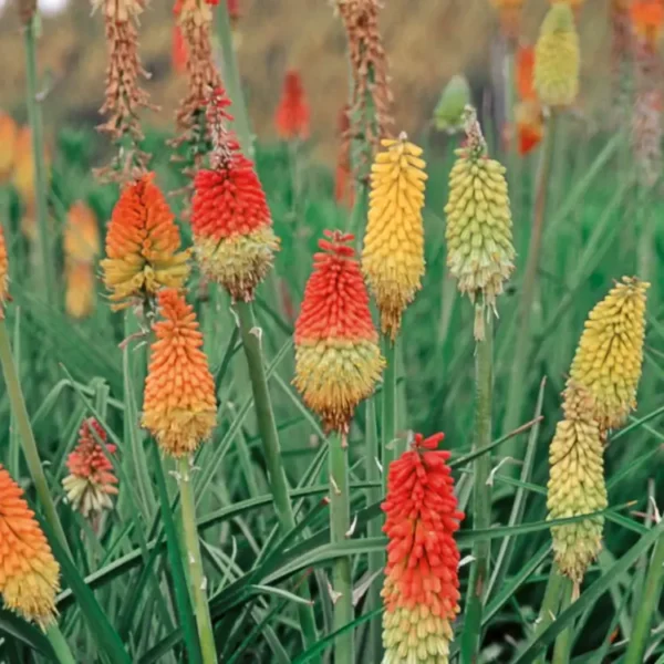 Kniphofia mix Kniphofia (mix)