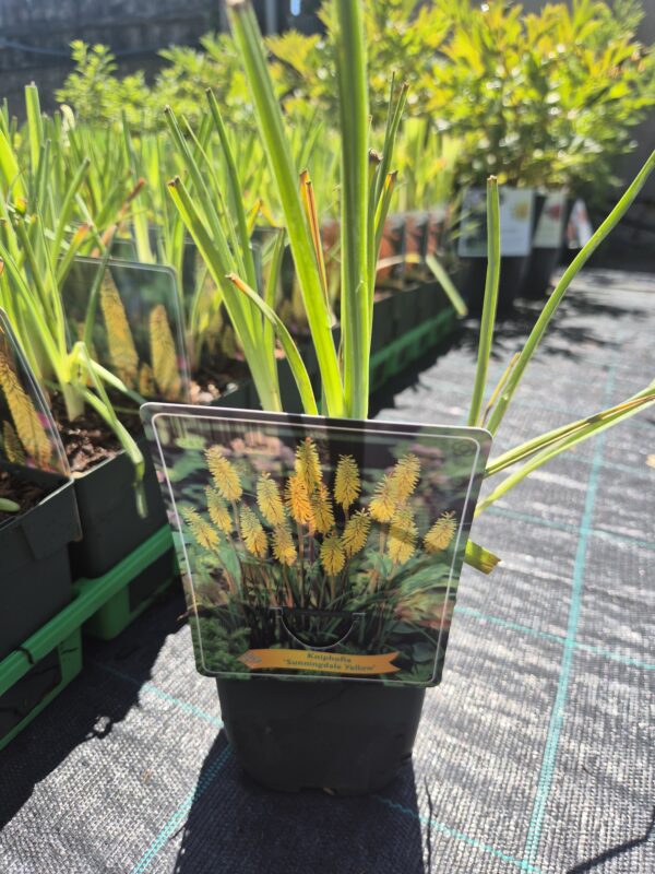 Kniphofia-sunningdaleyellow-tvrtko Kniphofia (mix)