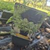 Letstwistagaintvrtko Hosta mix