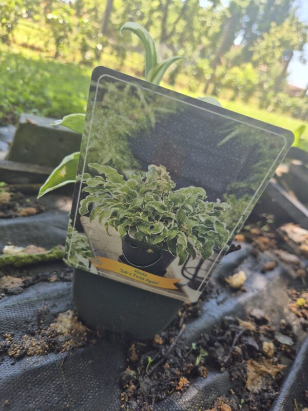 Letstwistagaintvrtko Hosta mix