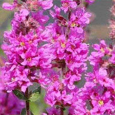 Lythrum sal Robin Lythrum salicaria 'Robin'