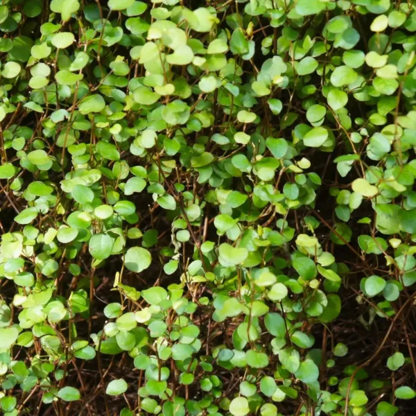 Muehlenbeckia complexa 'Maori'
