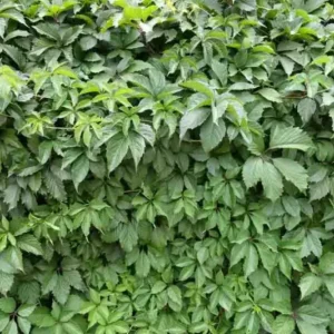Parthenocissus quinquefolia Parthenocissus quinquefolia