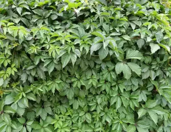 Parthenocissus quinquefolia