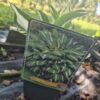 Riskybusinesstvrtko Hosta mix