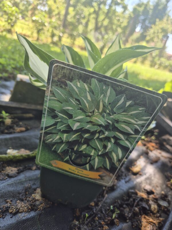 Riskybusinesstvrtko Hosta mix