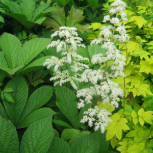 Rodgersia aesculifolia Rodgersia aesculifolia